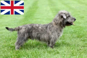 Read more about the article Irish Glen of Imaal Terrier tenyésztők és kölykök Nagy-Britanniában