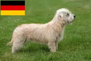 Read more about the article Irish Glen of Imaal Terrier tenyésztők és kiskutyák Németországban