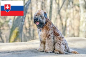 Read more about the article Irish Soft Coated Wheaten Terrier tenyésztők és kölykök Szlovákiában