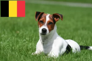 Read more about the article Jack Russell tenyésztők és kiskutyák Belgiumban