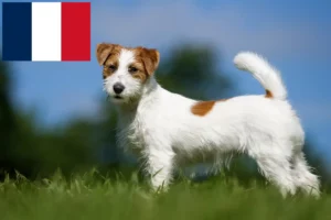 Read more about the article Jack Russell tenyésztők és kiskutyák Franciaországban
