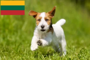 Read more about the article Jack Russell tenyésztők és kiskutyák Litvániában