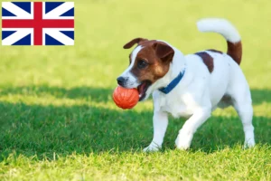 Read more about the article Jack Russell tenyésztők és kiskutyák Nagy-Britanniában