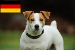 Read more about the article Jack Russell tenyésztők és kiskutyák Németországban