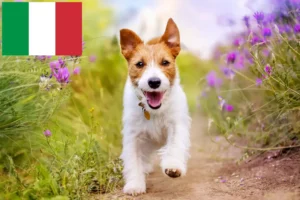 Read more about the article Jack Russell tenyésztők és kiskutyák Olaszországban