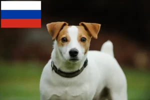 Read more about the article Jack Russell tenyésztők és kiskutyák Oroszországban