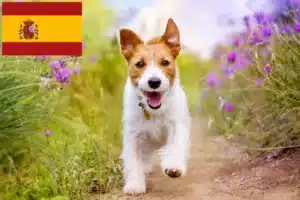 Read more about the article Jack Russell tenyésztők és kiskutyák Spanyolországban