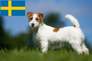 Read more about the article Jack Russell tenyésztők és kiskutyák Svédországban