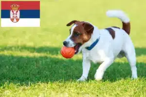 Read more about the article Jack Russell tenyésztők és kiskutyák Szerbiában