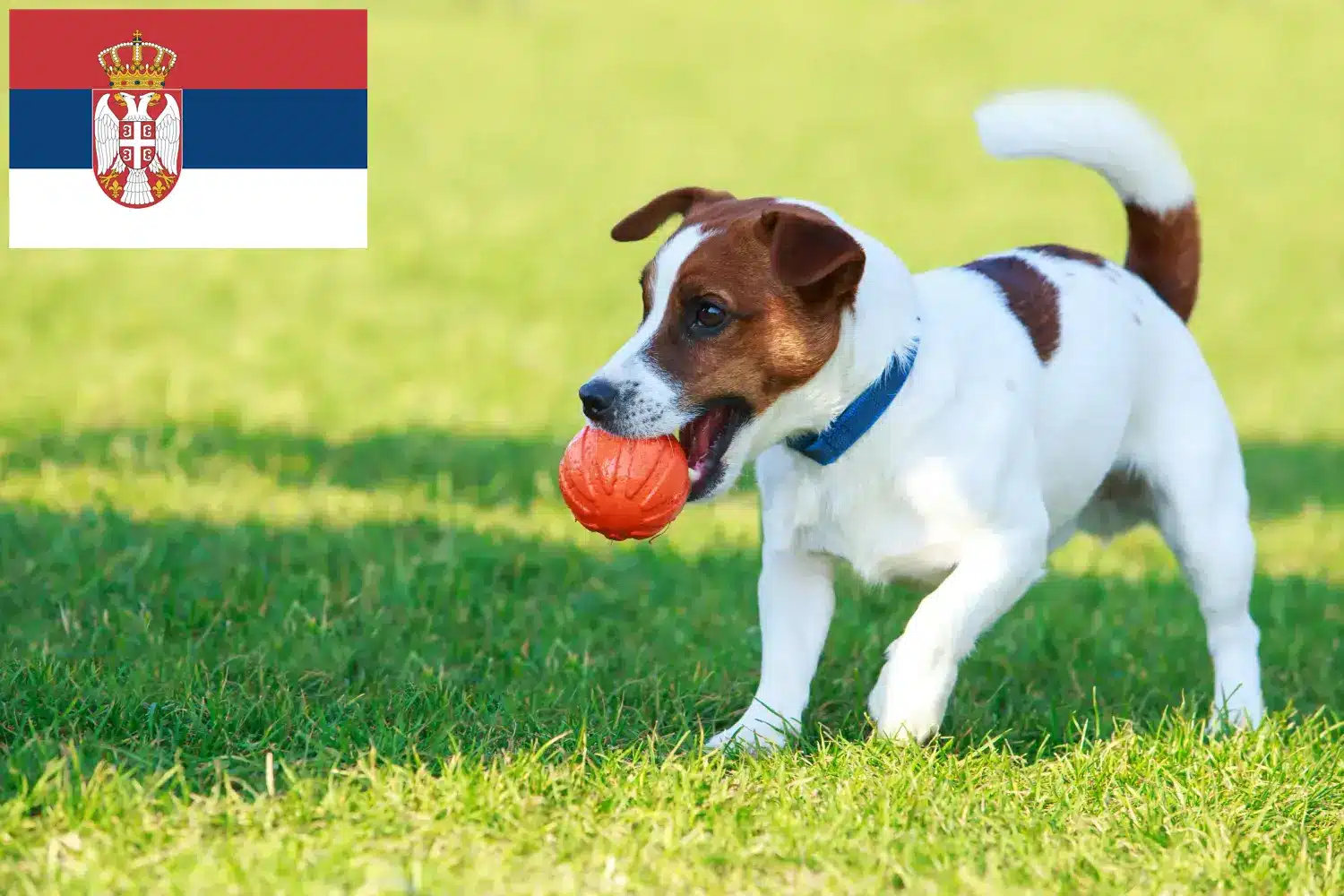 Jack Russell kiskutyák és tenyésztők Szerbia Jack Russell tenyésztőket Szerbiában itt találsz.