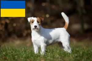 Read more about the article Jack Russell tenyésztők és kiskutyák Ukrajnában