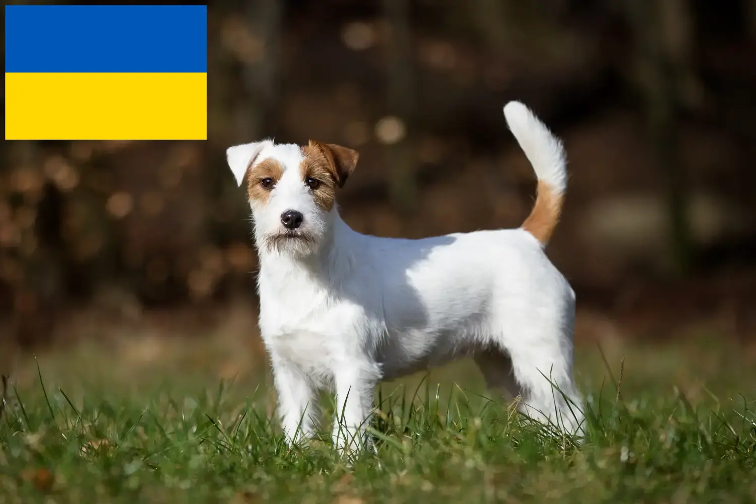 Jack Russell kiskutyák és tenyésztők Ukrajna Jack Russell tenyésztőket Ukrajnában itt talál.
