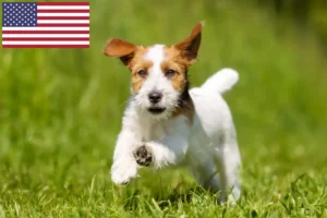Read more about the article Jack Russell tenyésztők és kiskutyák az USA-ban