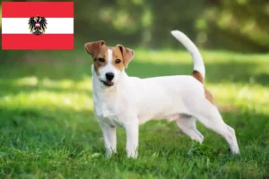 Read more about the article Jack Russell tenyésztők és kiskutyák Ausztriában