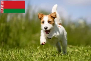 Read more about the article Jack Russell tenyésztők és kiskutyák Fehéroroszországban