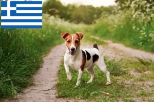 Read more about the article Jack Russell tenyésztők és kiskutyák Görögországban