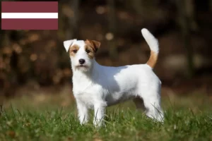Read more about the article Jack Russell tenyésztők és kiskutyák Lettországban