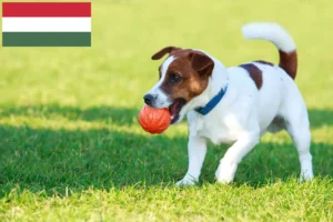 Read more about the article Jack Russell tenyésztők és kiskutyák Magyarországon