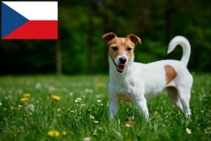 Read more about the article Jack Russell tenyésztők és kiskutyák Csehországban