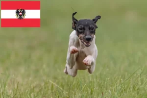 Read more about the article Japán terrier tenyésztők és kiskutyák Ausztriában