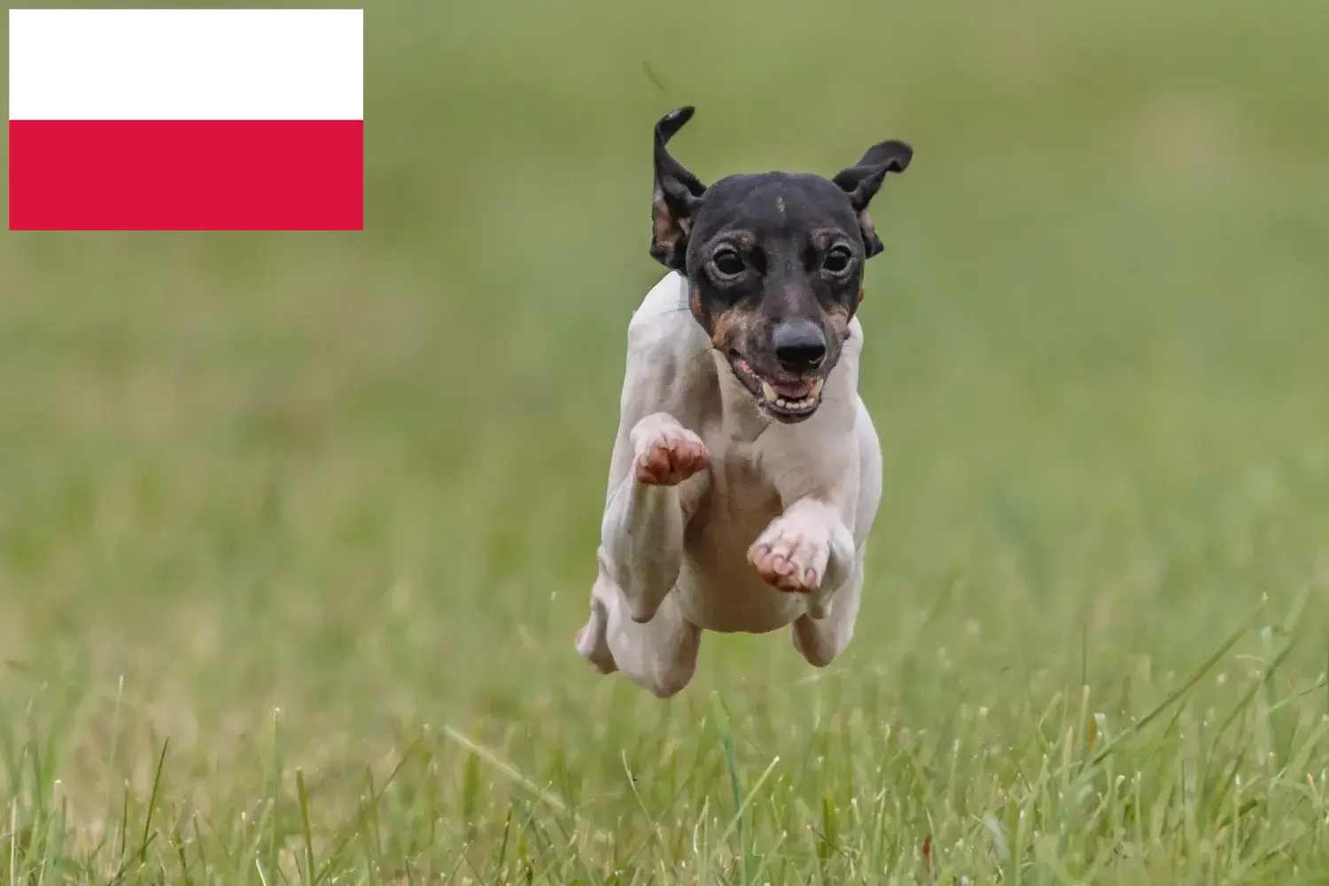 Japán terrier kiskutyák és tenyésztők Lengyelország Japán terrier tenyésztőket Lengyelországban itt találsz.