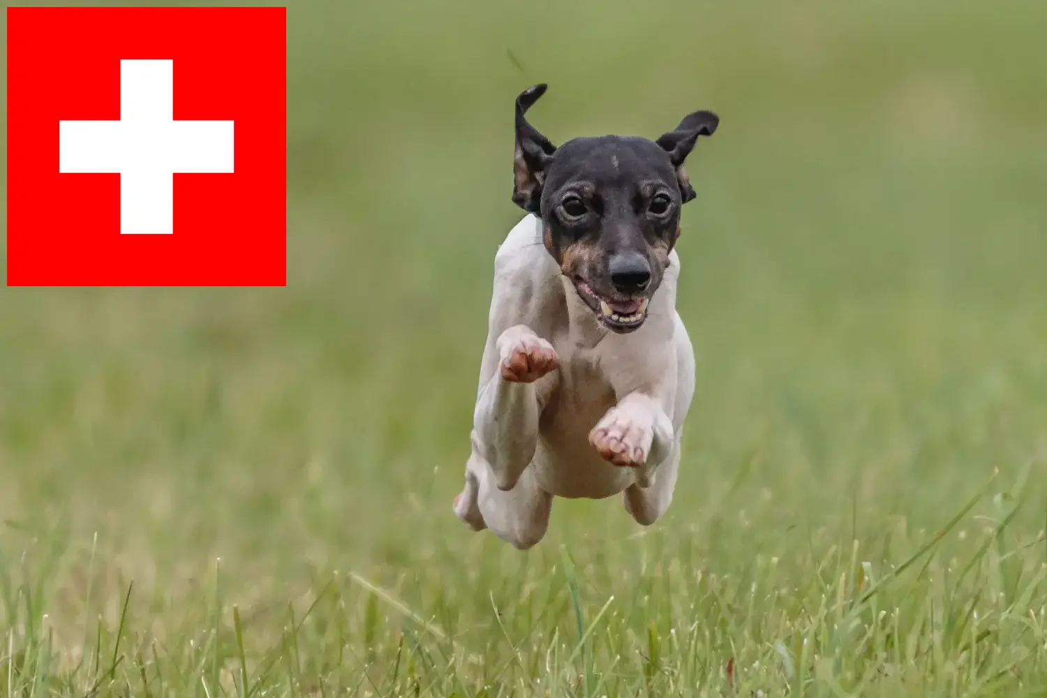 Japán terrier kiskutyák és tenyésztők Svájc Itt találhat japán terrier tenyésztőket Svájcban.