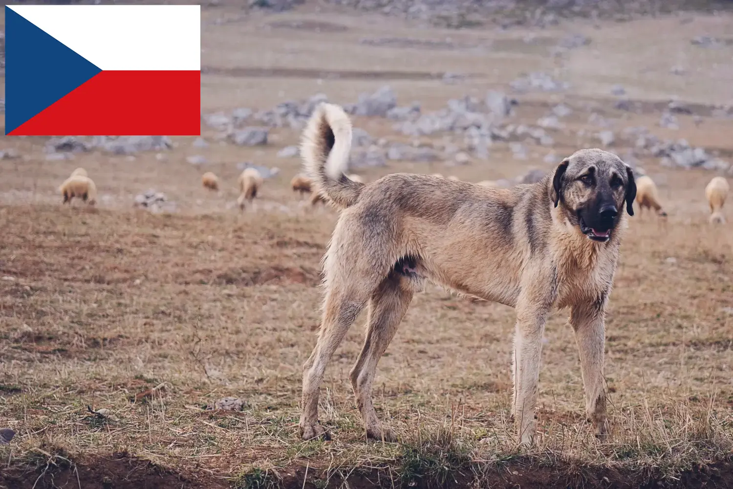 Kangal kiskutyák és tenyésztők Csehország Itt találhat Kangals tenyésztőket Csehországban.