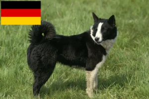 Read more about the article Karéliai medve kutyatenyésztők és kölykök Németországban