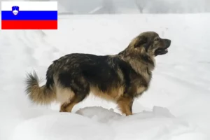 Read more about the article Karszt juhászkutya tenyésztők és kölykök Szlovéniában