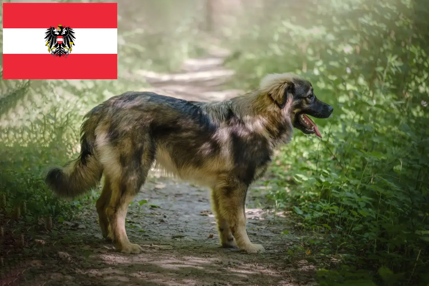 Karszt juhászkutya kölykök és tenyésztők Ausztria Itt megtalálhatja a Karst Sheepdog tenyésztőket Ausztriában.