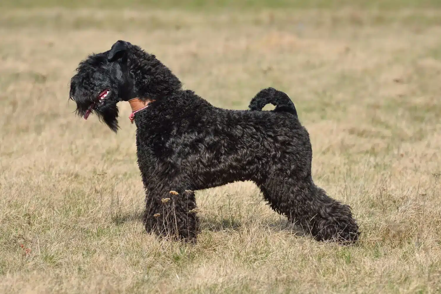 Kerry Blue Terrier kiskutyák és tenyésztők Kerry Blue Terrier tenyésztők keresése az Ön közelében.