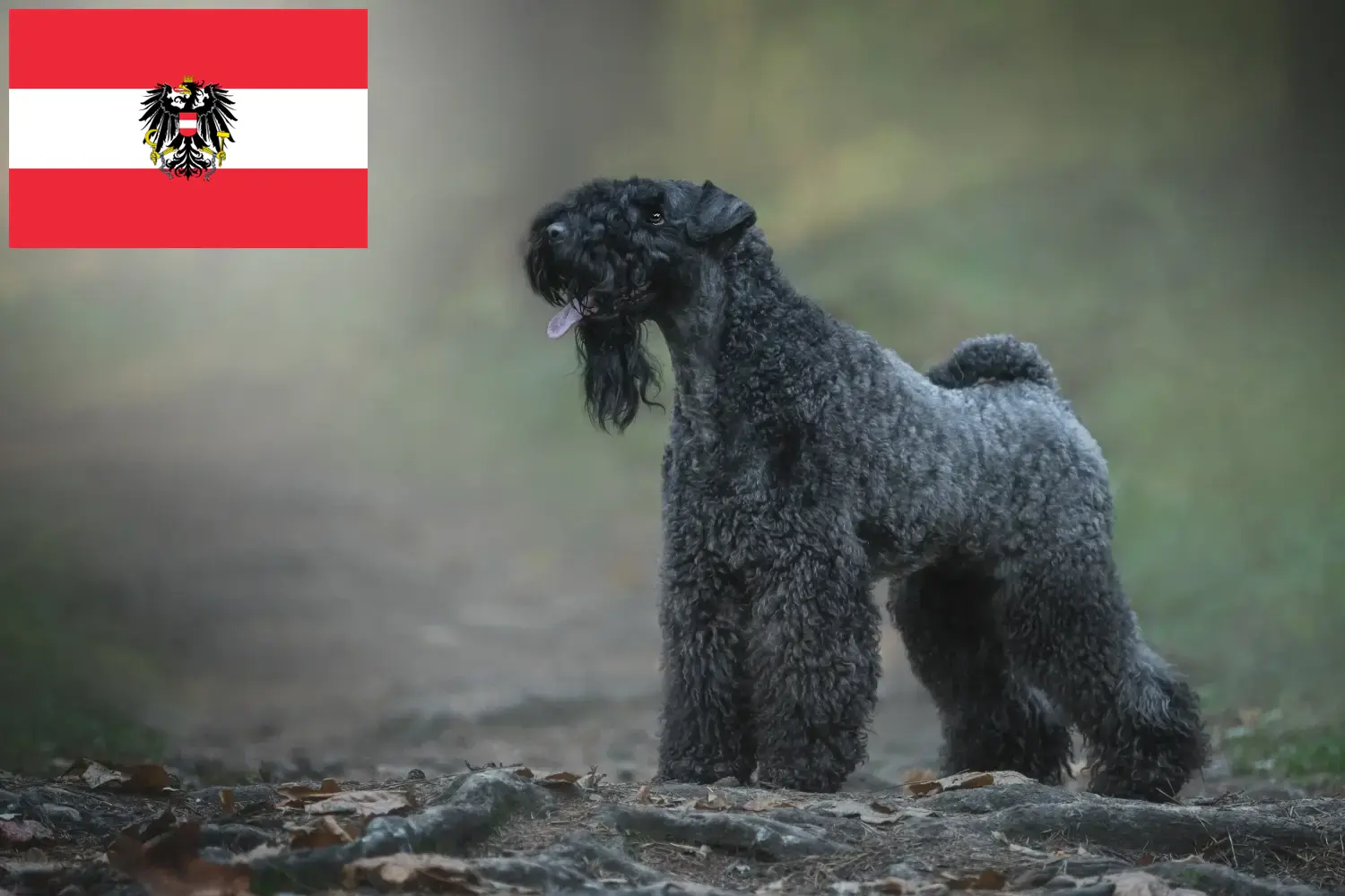 Kerry Blue Terrier kiskutyák és tenyésztők Ausztria Itt megtalálhatja a Kerry Blue Terrier tenyésztőket Ausztriában.