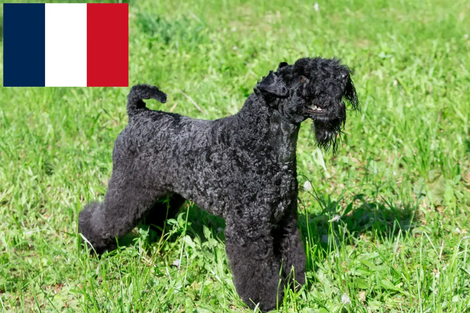 Kerry Blue Terrier kiskutyák és tenyésztők Franciaország Kerry Blue Terrier tenyésztőket Franciaországban itt talál.