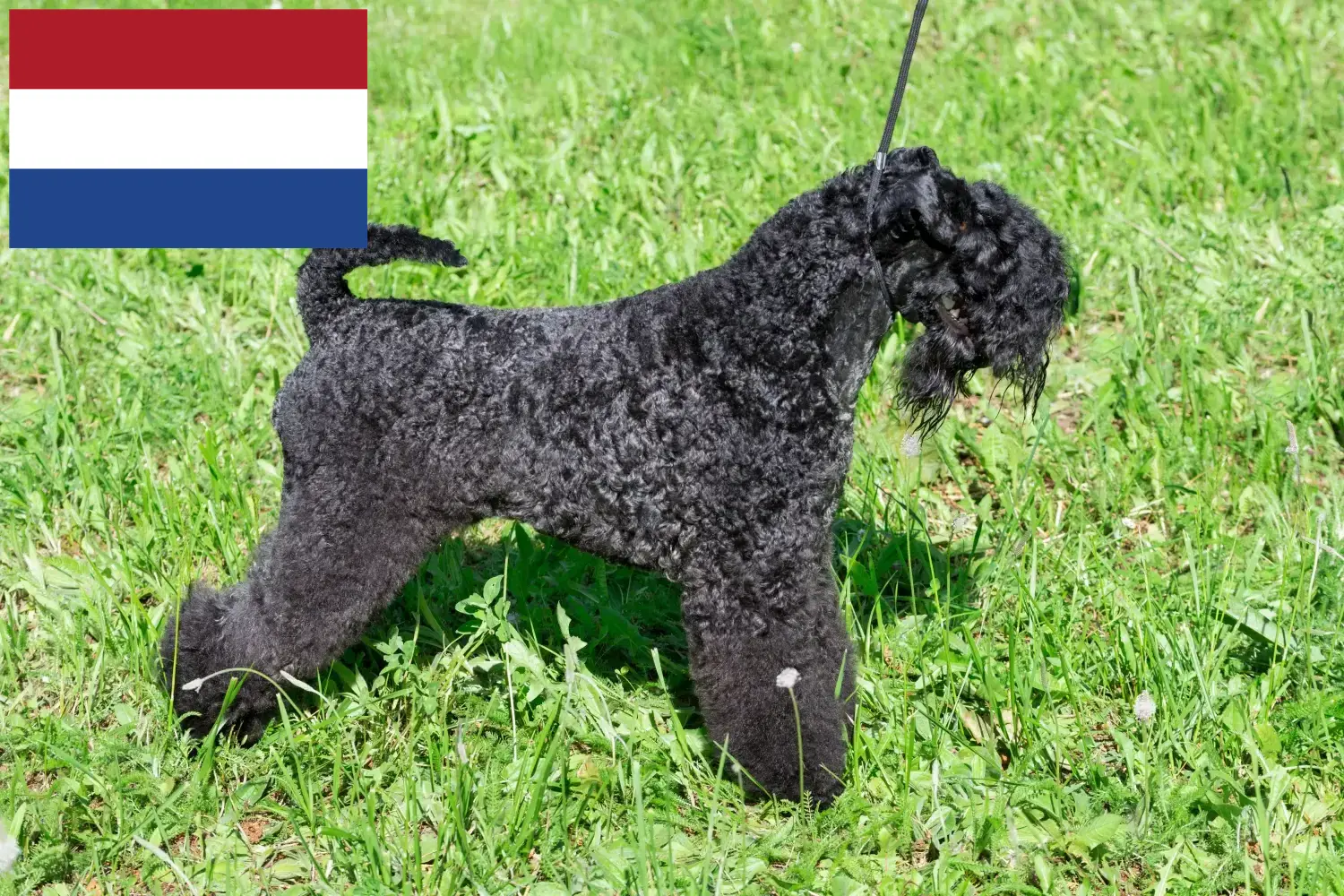Kerry Blue Terrier kiskutyák és tenyésztők Hollandia Kerry Blue Terrier tenyésztőket Hollandia területén itt talál.