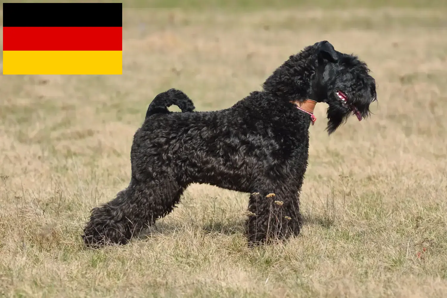 Kerry Blue Terrier kiskutyák és tenyésztők Németország Itt megtalálja a Kerry Blue Terrier tenyésztőket Németországban.