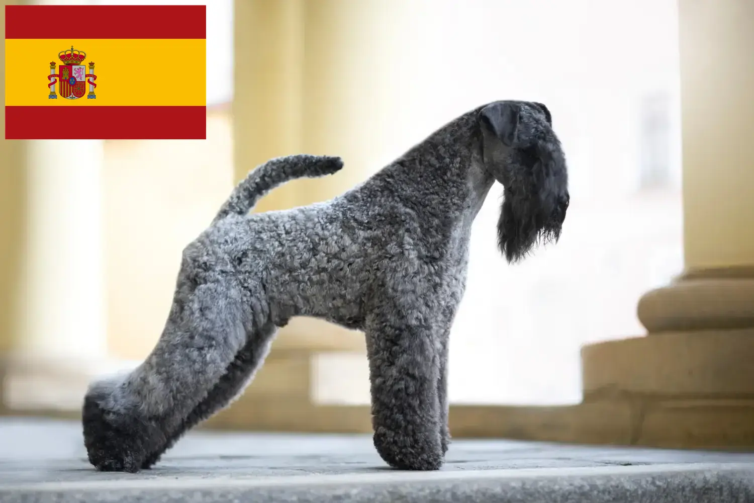 Kerry Blue Terrier kiskutyák és tenyésztők Spanyolország Kerry Blue Terrier tenyésztőket Spanyolországban itt találsz.