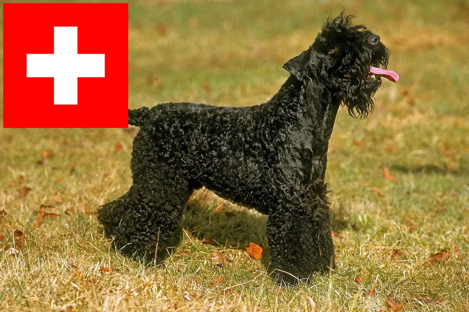 Kerry Blue Terrier kölykök és tenyésztők Svájcban Itt megtalálhatja a Kerry Blue Terrier tenyésztőket Svájcban.