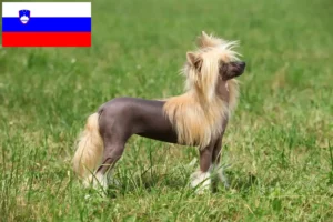 Read more about the article Kínai címeres kutya tenyésztők és kölykök Szlovéniában