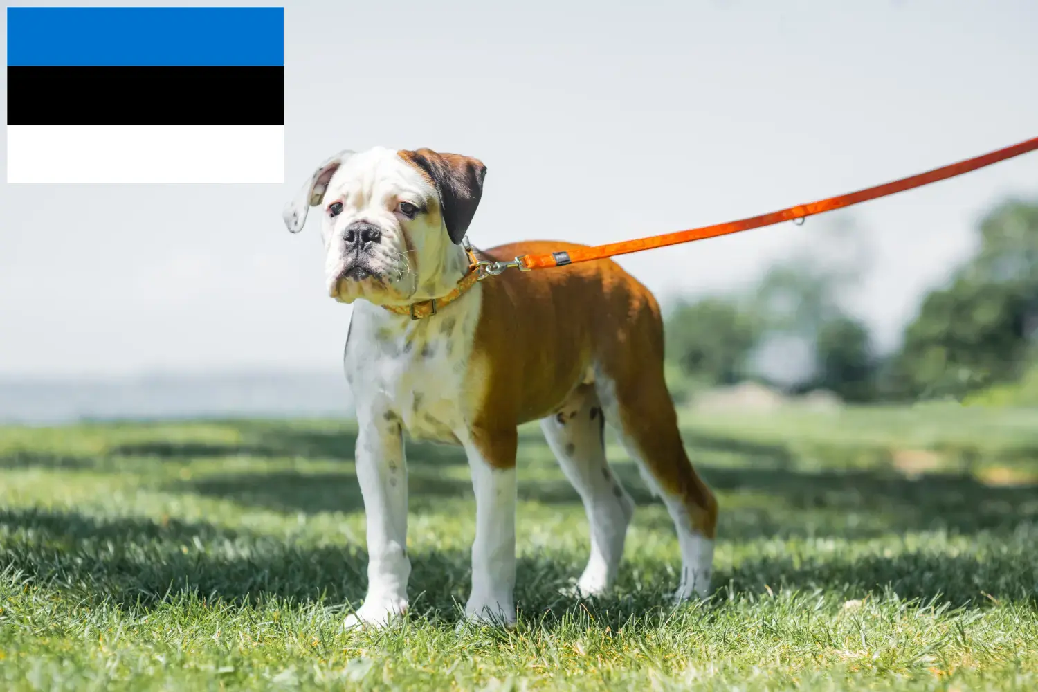 Kontinentális bulldog kölyökkutyák és tenyésztők Észtország Keresse meg a Continental Bulldog tenyésztőket Észtországban.
