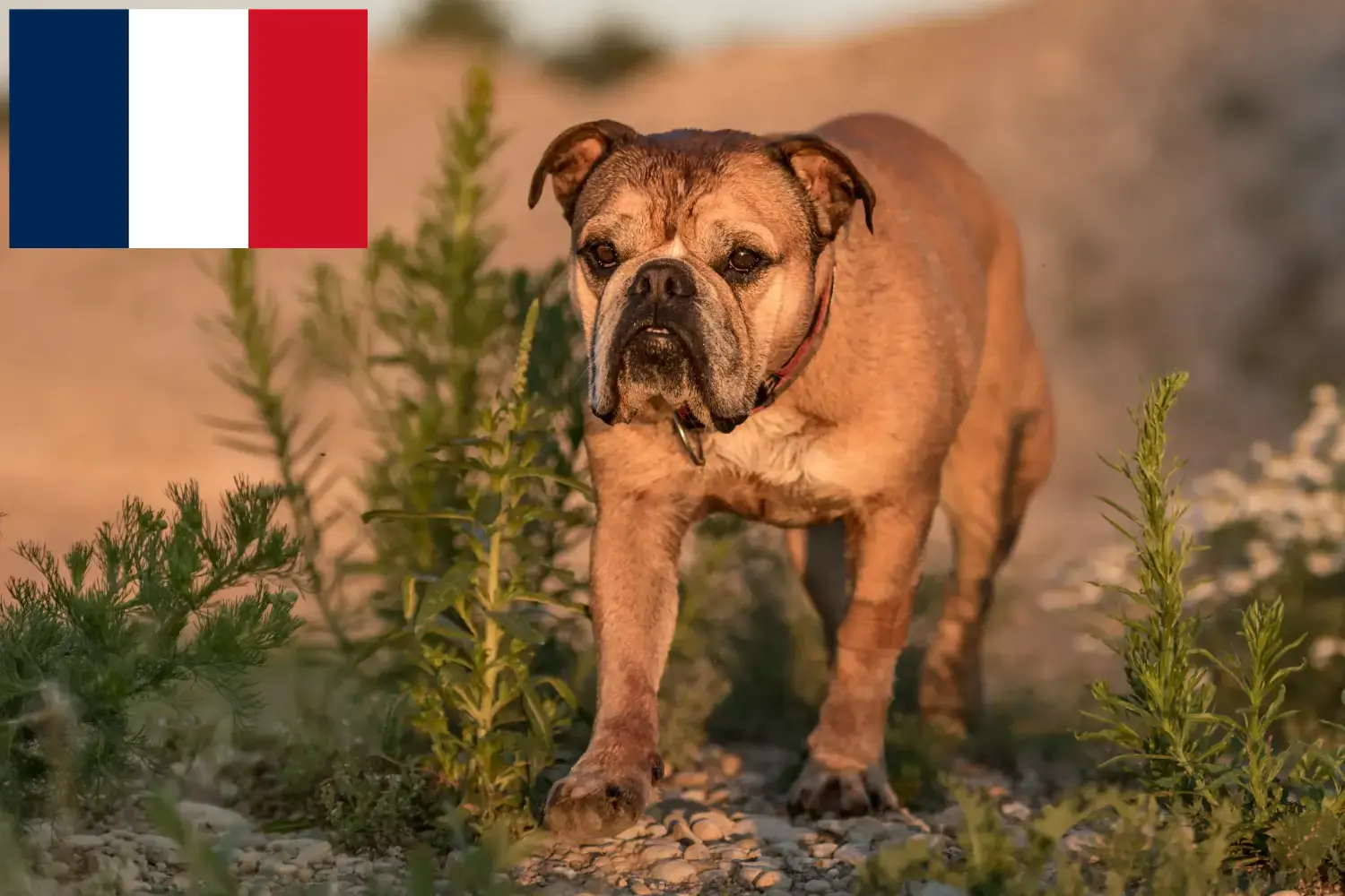 Kontinentális bulldog kölykök és tenyésztők Franciaország Itt megtalálja a franciaországi kontinentális bulldog tenyésztőket.