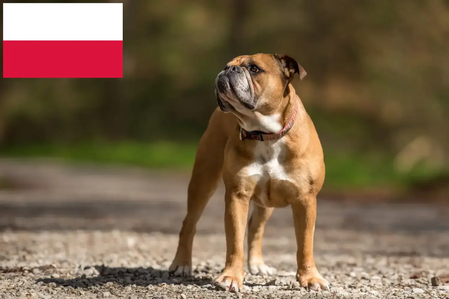 Kontinentális bulldog kölykök és tenyésztők Lengyelország Itt megtalálja a lengyelországi kontinentális bulldog tenyésztőket.