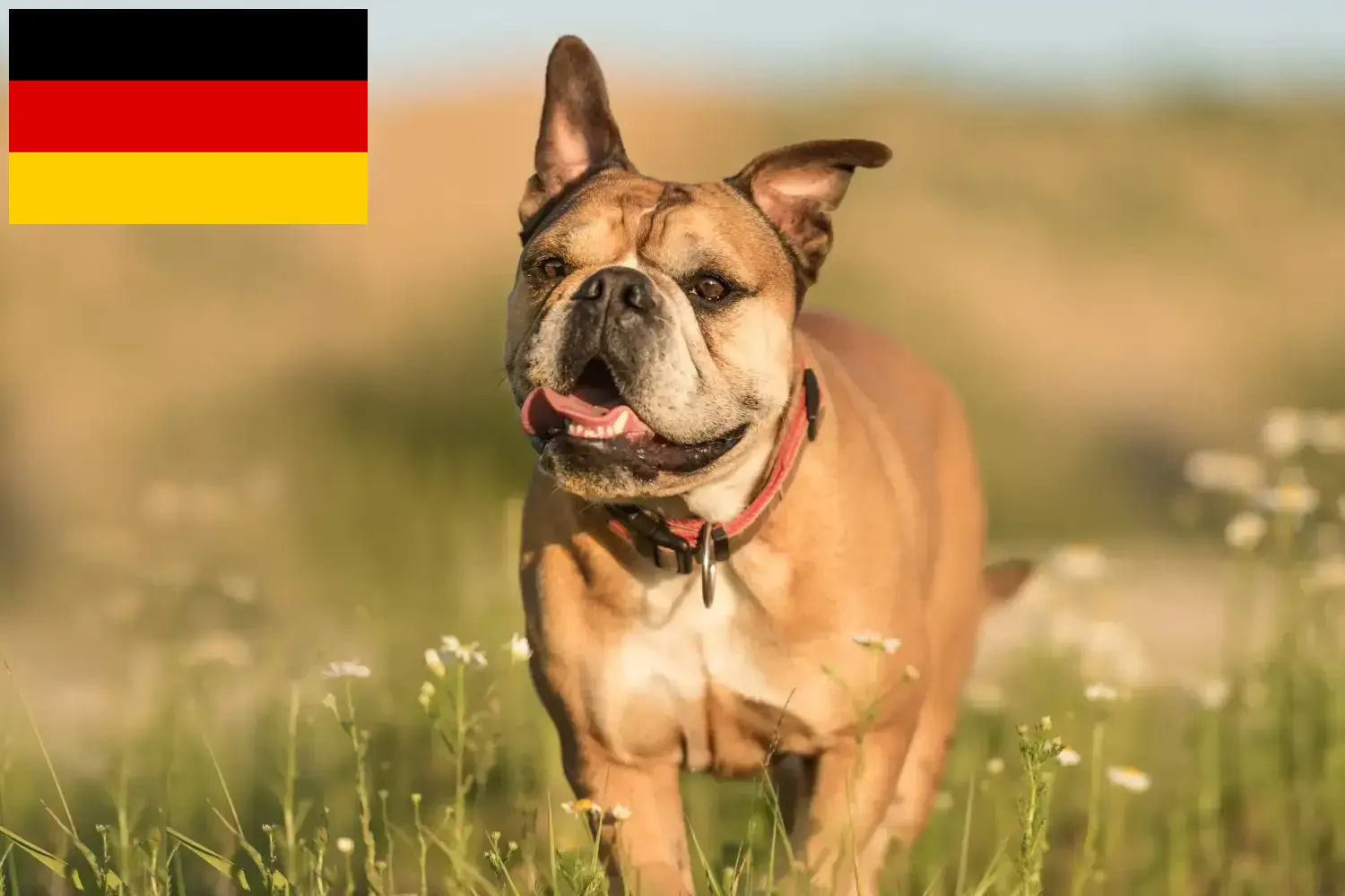Kontinentális bulldog kölykök és tenyésztők Németország Itt megtalálja a Continental Bulldog tenyésztőket Németországban.