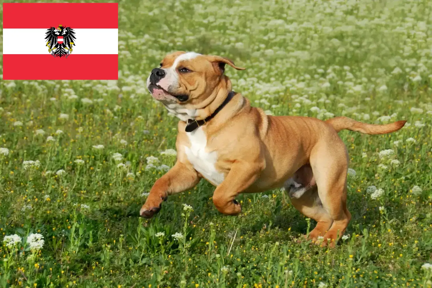 Kontinentális bulldog kölykök és tenyésztők Ausztria Itt megtalálhatja a Continental Bulldog tenyésztőket Ausztriában.