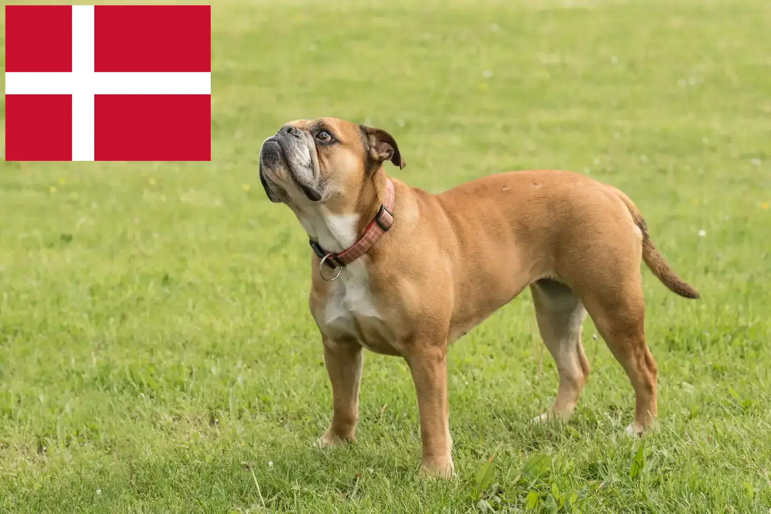 Kontinentális bulldog kölykök és tenyésztők Dánia Találd meg a Continental Bulldog tenyésztőket Dánia területén.