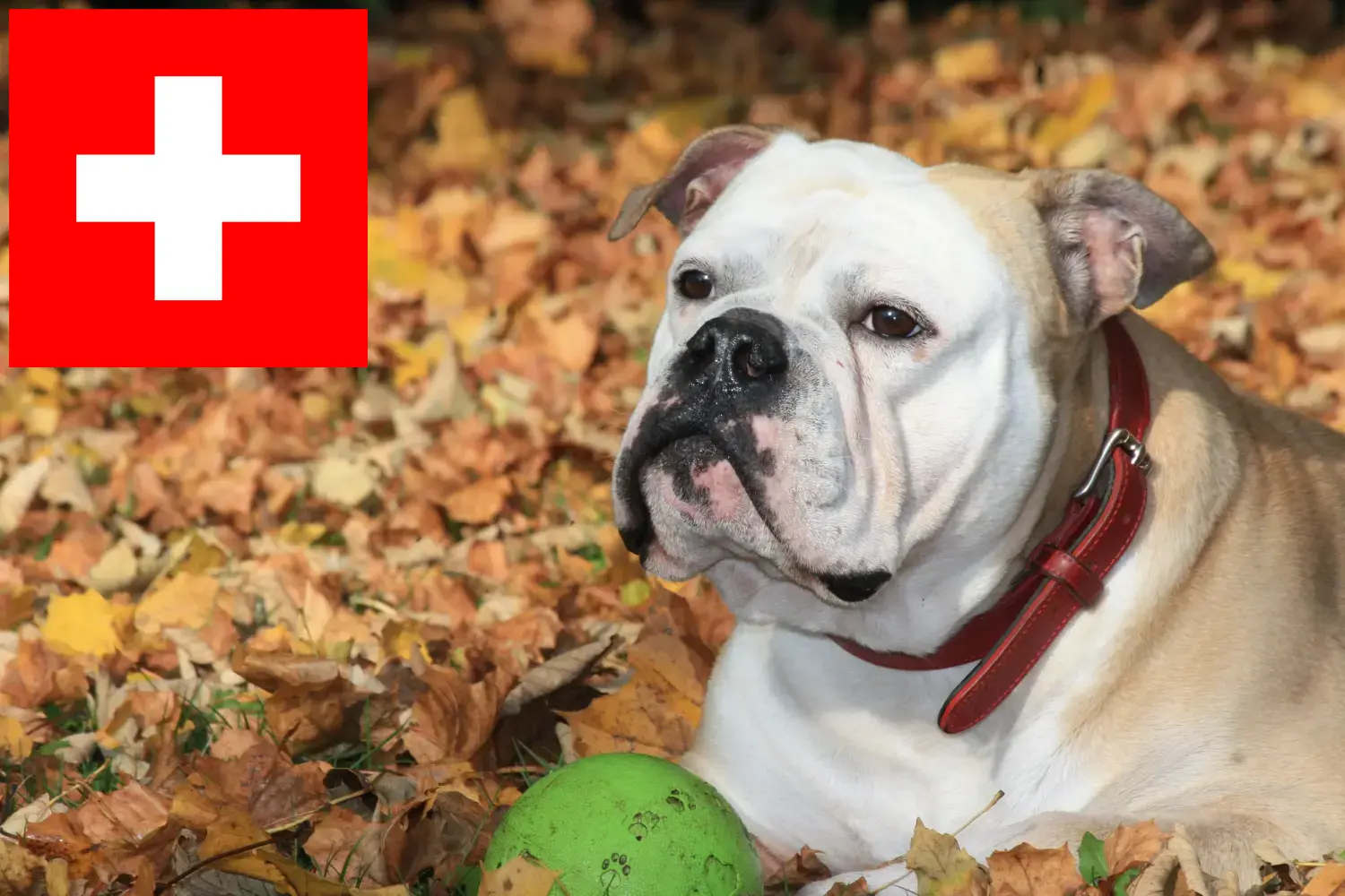 Kontinentális Bulldog kölykök és tenyésztők Svájc Itt megtalálja a Continental Bulldog tenyésztőket Svájcban.