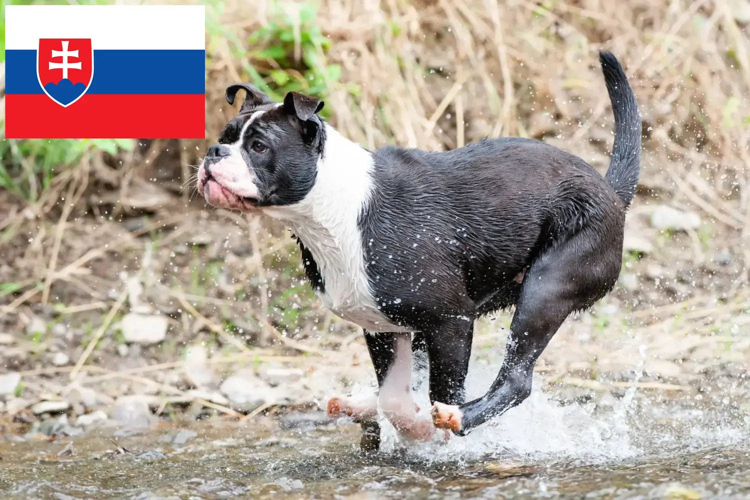 Kontinentális bulldog kölykök és tenyésztők Szlovákia Keress Continental Bulldog tenyésztőket Szlovákiában.