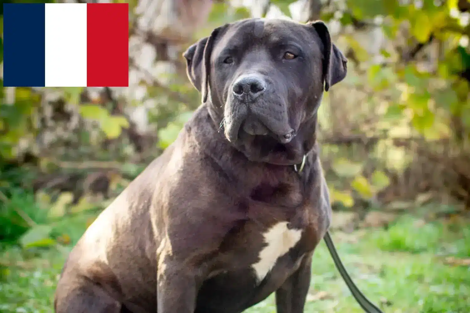 Labrastaff kiskutyák és tenyésztők Franciaország Itt megtalálja a franciaországi Labrastaff tenyésztőket.