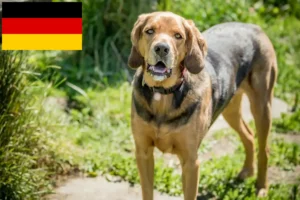 Read more about the article Lengyel Bracke tenyésztők és kiskutyák Németországban