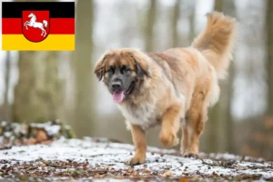 Read more about the article Leonberger tenyésztők és kiskutyák Alsó-Szászországban