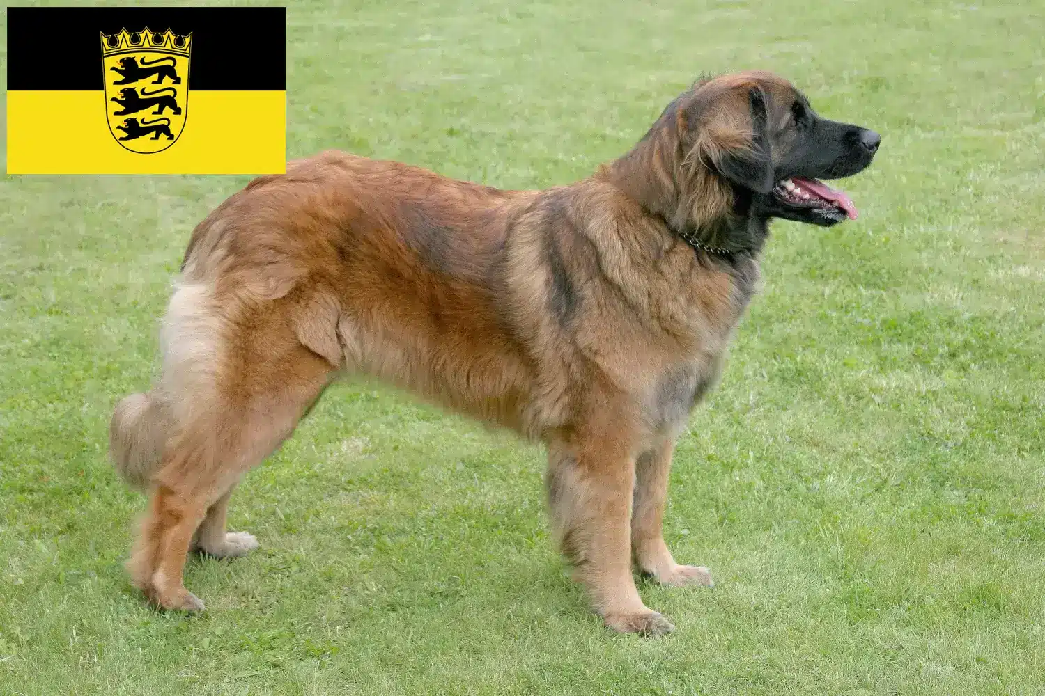 Leonberger kiskutyák és tenyésztők Baden-Württemberg Itt talál Leonberger tenyésztőket Baden-Württembergben.